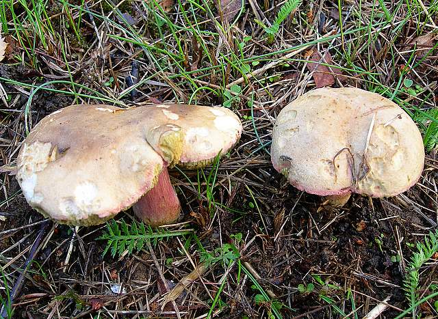 Una specie critica :  Xerocomus erubescens